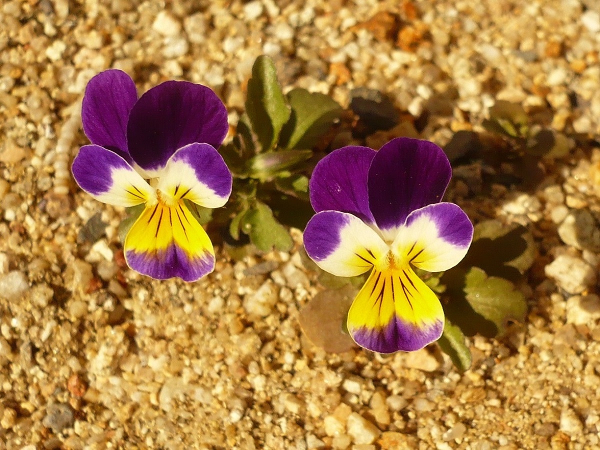 Viola tricolor subsp. tricolor (Violaceae)